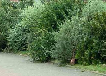 크리스마스 트리 안전하게 버려주세요