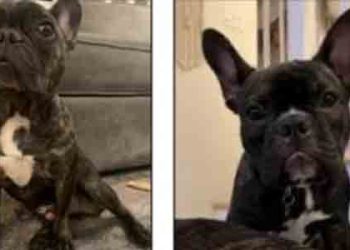 프렌치불독 훔친 스튜디오시티 개도둑 붙잡혀