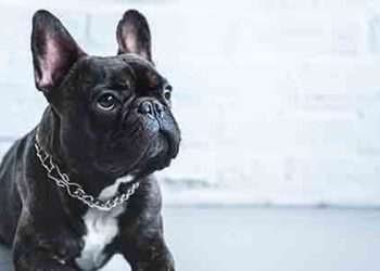 베벌리힐스서 또 프렌치불독 강탈..견주에 총 겨눠