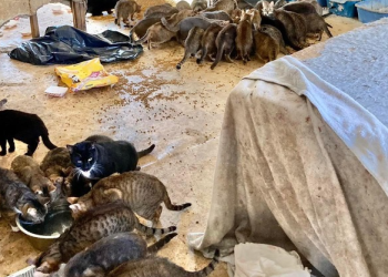 남녀 숨진 주택서 고양이 150마리 구조