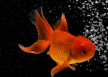 아파트 주인, “금붕어 키우면 렌트 200달러 더 내야”