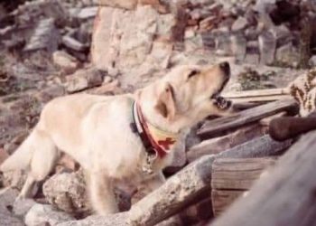 튀르키예·시리아 강진 사망자, 9638명…1만명 육박