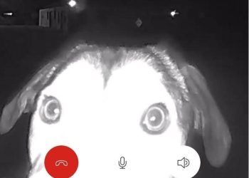 길 잃은 강아지 셸터 찾아가 초인종 도움 요청