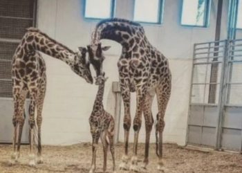 ‘동물원 역사상 처음 있는 비극’…6살 기린, 문에 목 걸려 골절사