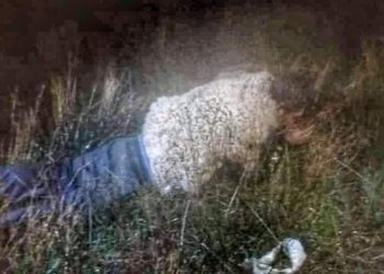 ‘나는 양이다’…복역 중 ‘양 변장’ 후 탈옥 시도