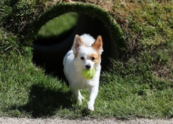 한국 유명 반려견 훈련사 ‘강제추행’ 고소 당해