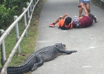 시속27㎞ 악어 코앞서 ‘셀카’, 관광객들의 운명은?(영상)