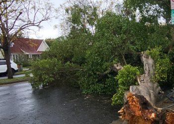 한인타운 곳곳 가로수∙표지판 부러지고 쓰러져