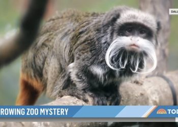 텍사스동물원 미스터리…실종·의문사 잇달아