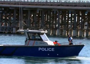 돌고래떼에 뛰어들다 상어 물려 사망