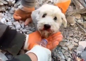 개, 고양이도 깔렸다…무너진 건물 곳곳서 구조(영상)