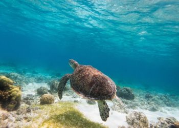 필리핀 보홀 천혜의 자연 속으로 풍덩..초코릿힐, 알로나비치
