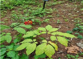 산양삼, 비알코올성 지방간 억제 효능 탁월
