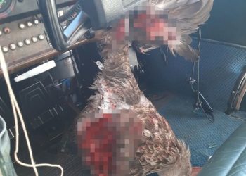 ‘조종석 피범벅’  독수리와 정면충돌 비상착륙