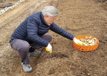 감자 심는 문재인, 이재명 구속영장 관심 없어