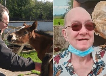 60대 남성 키우는 닭에 다리 쪼여 과다출혈 사망