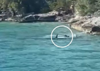 겁 없는 개 바다 풍덩…3.6m 상어 물리쳐(영상)