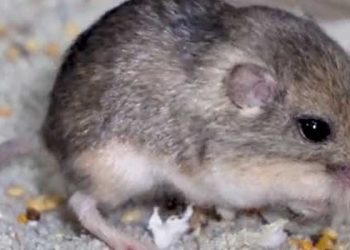 가장 오래 산 쥐는 몇살? (영상)