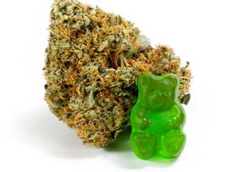 마리화나 거미베어 환각증상 중학생 응급실행