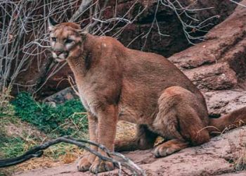 말리부 1번 하이웨이 마운틴라이언 트럭 치여 숨져