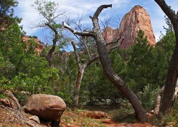 캘리포니아 가뭄에 나무 3600만그루 말라 죽어