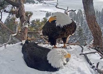 맘 졸였지만…빅베어 독수리 알, 끝내 부화 못할듯(영상)