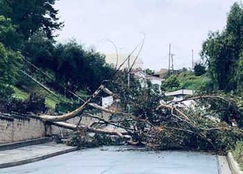 라미라다에 토네이도 발생..나무들 줄줄이 쓰러져