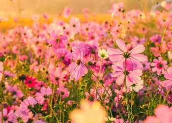 겨울폭우  캘리포니아 올 봄 ‘수퍼 블룸’ 기대