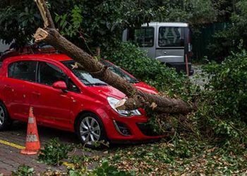 차량 덮친 대형 가로수에 뒷좌석 여성 사망