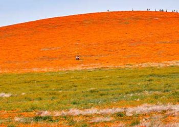 “파피꽃 구경? 오지마” 관광객 몸살 레이크 엘시노어,  워커캐년 폐쇄