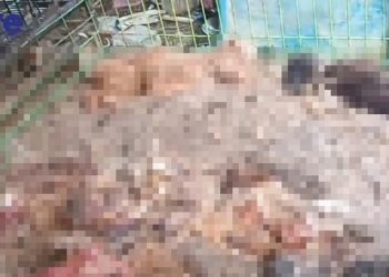 주택서 개 1000마리 굶어 죽은 채 발견