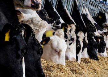 농무부, 미국서 나고 사육되고 처리된 고기만 “Made in USA” 라벨 부착