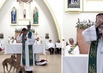 성당 미사 난입 ‘사랑’ 나눈 강아지, 결국…(영상)