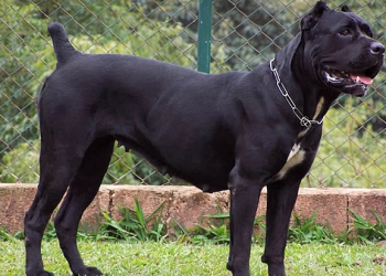 리버사이드서 맹견 4마리에 물어 뜯겨 사망