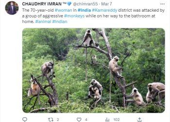 조폭 원숭이떼 습격에…인도 70세 노인 사망