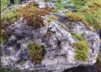 브라질 외딴 섬에 플라스틱 바위…알고보니 ‘녹은 어망’