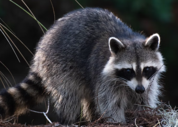 “너구리에서 시작?”…코로나바이러스 너구리 DNA 발견