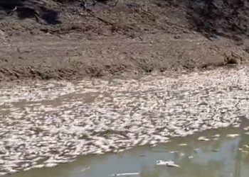 호주 41도 폭염, 물고기 수백만마리 떼죽음(영상)