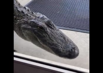 악어 130만마리 서식 플로리다, ‘똑똑’ 노크 소리 현관문 열다 봉변