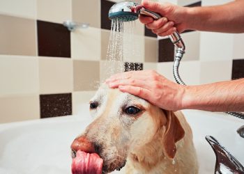 개 씻기다 감전 할머니 구하려던 10세 손녀, 감전사