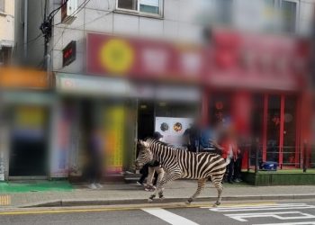 어린이대공원서 얼룩말 탈출…주택가 활보 소동