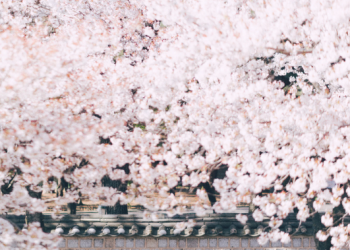 ‘벚꽃만발’…진해군항제 등 전국 축제도 꽃망울 활짝