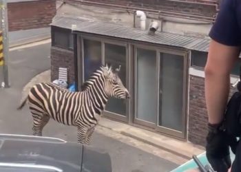 “얼룩말 본 것 같은데 환각인가”…도심 목격담(영상)