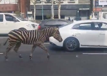 얼룩말, 동물원 탈출한 애잔한 사연 있었다(영상)