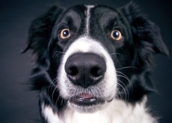 GPT-4, 수의사도 모르는 병명 1초 만에 찾아내