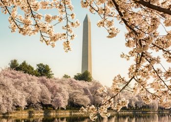 워싱턴DC 벚꽃축제 인파 수십만명 인산인해