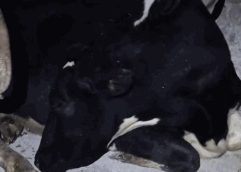 “이쯤 되면 사람” 우유 짜기 싫어 ‘자는 척’ 젖소(영상)