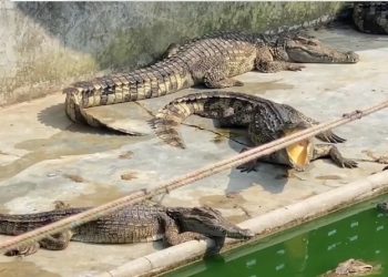 버려진 악어 190마리, 서로 잡아먹어 ‘떼죽음’