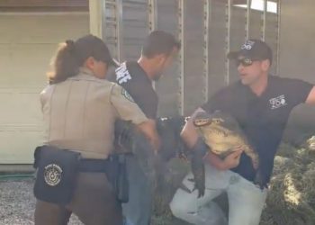 훔친 알 부화시켜 20년 키우다 ‘들통’…텍사스 여성 기소