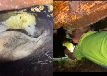 4일간 애타게 찾은 개…마룻바닥 밑에서 출산